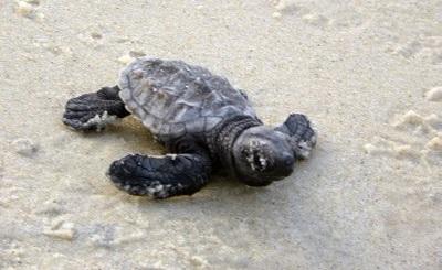 Juiz Federal mantém decisão de desativação da Base Tamar da Barreira do Inferno, no RN