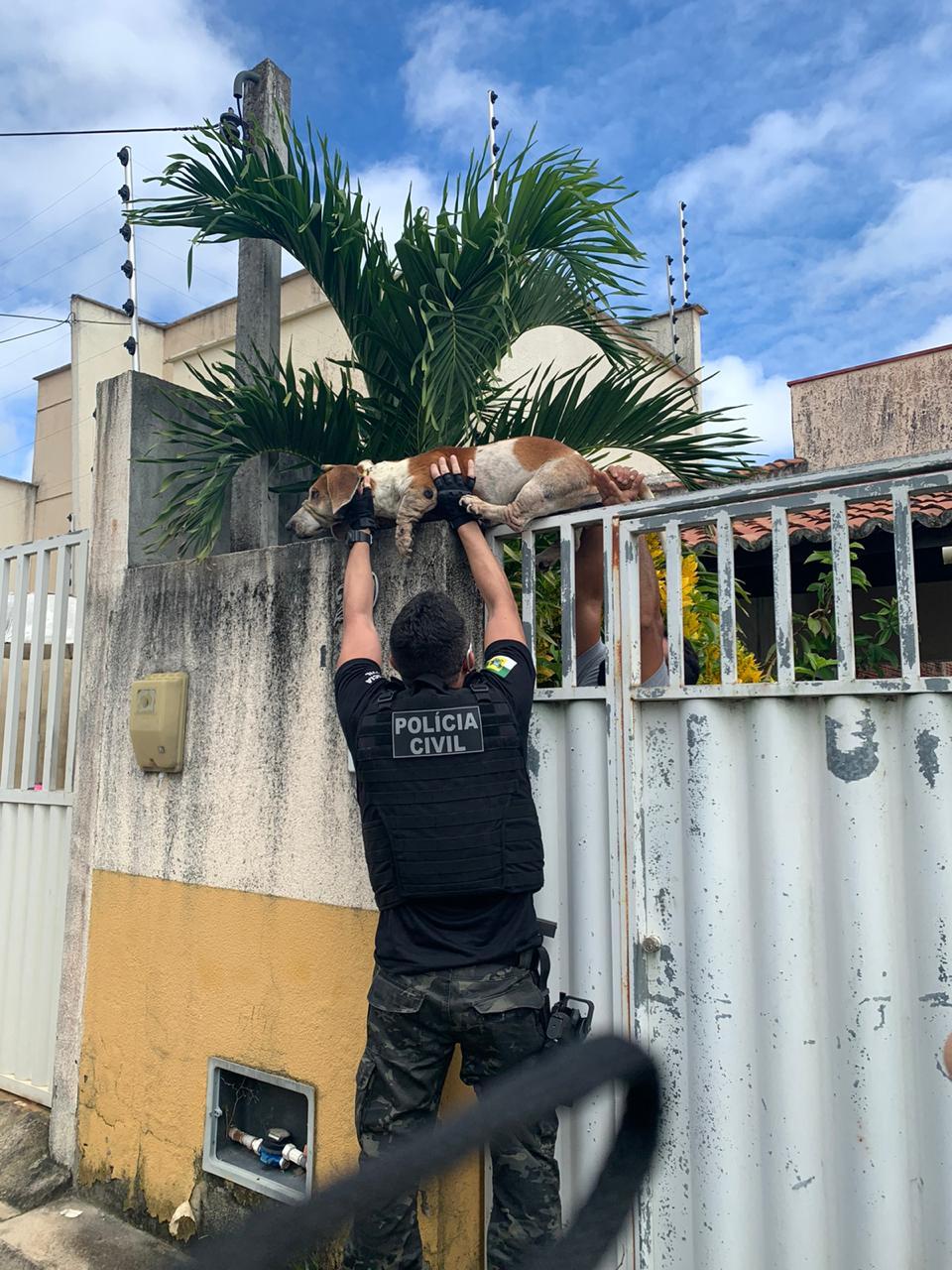Polícia Civil resgata três cães em situação de maus-tratos na Grande Natal