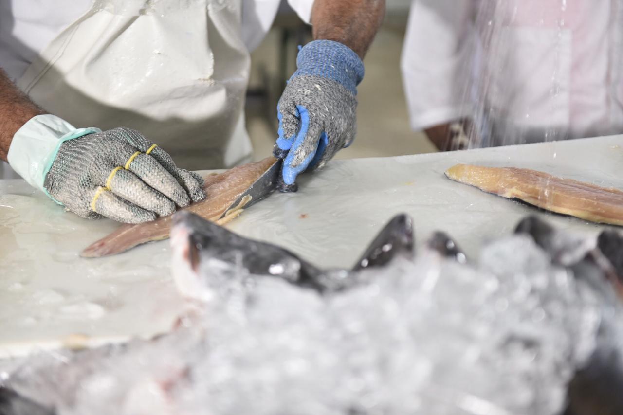 Governo do RN sanciona lei que inclui pescado na alimentação escolar