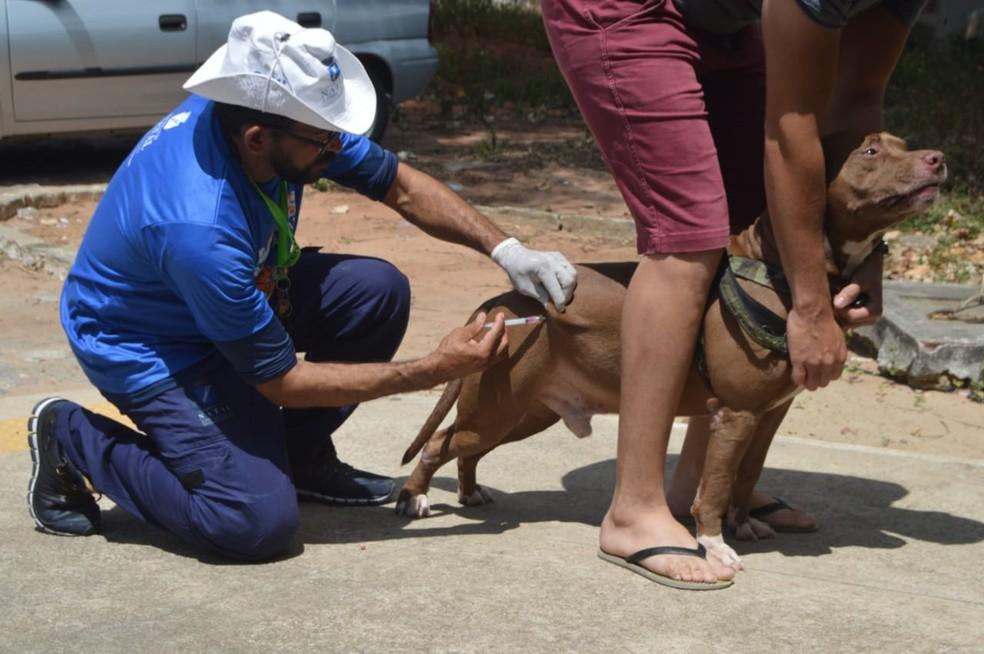 Natal inicia vacinação antirrábica porta a porta; confira calendário por região