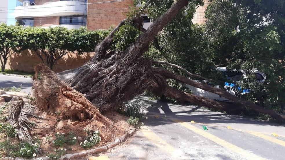Árvore cai, atinge táxi e interdita cruzamento de ruas no RN