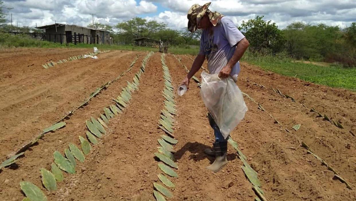 Mais de 300 famílias do RN são beneficiadas com a distribuição de palma forrageira