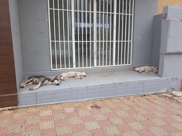 Castramóvel chega para controlar crescente população de animais em situação de rua no município de Pau dos Ferros/RN