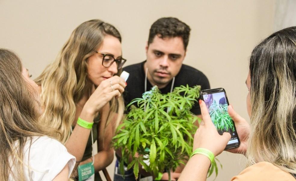 Uso medicinal da cannabis para tratamento de sequelas da Covid-19 é tema de fórum online no RN