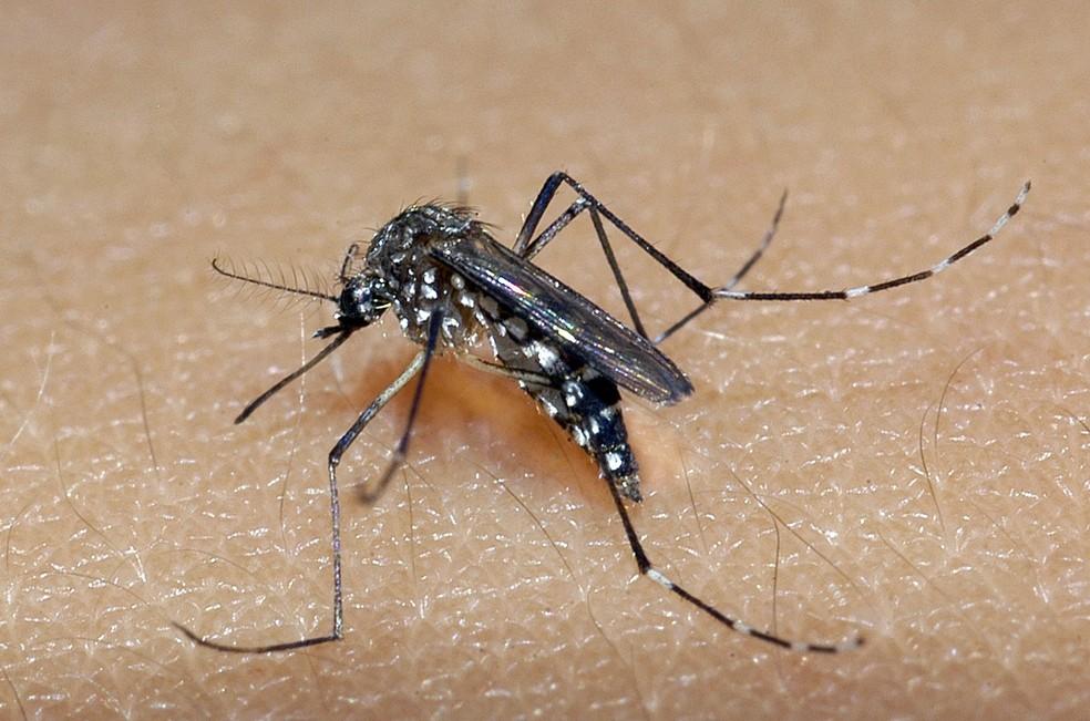 Casos de dengue, chikungunya e zika diminuem no Rio Grande do Norte, aponta Sesap