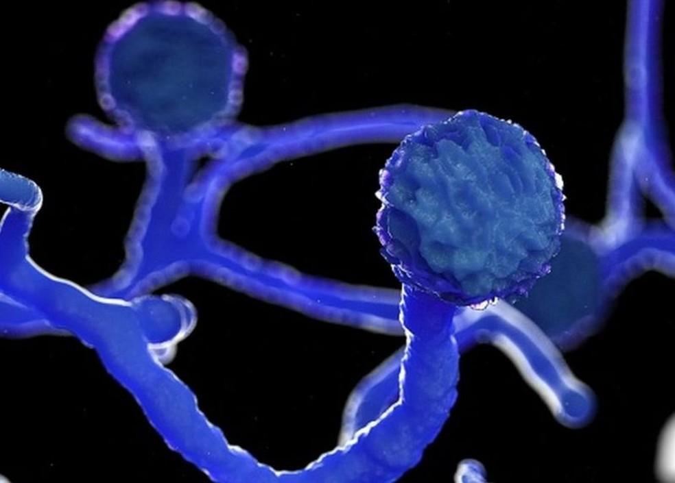 Governo do RN confirma primeiro caso de mucormicose em paciente do estado que teve Covid