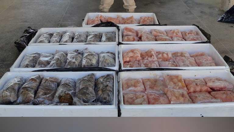 PRF apreende 200 kg de lagosta proveniente de pesca ilegal no RN
