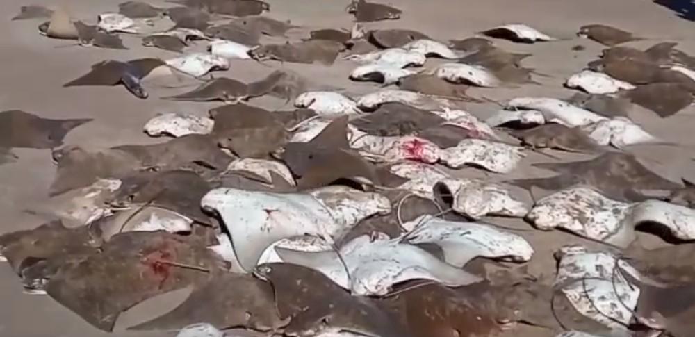 Arrastão de toneladas de arraias surpreende pescadores na Costa Branca potiguar