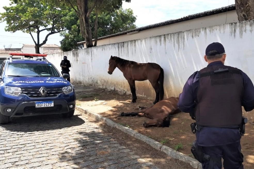 Dois cavalos vítimas de maus-tratos são resgatados na Zona Oeste de Natal