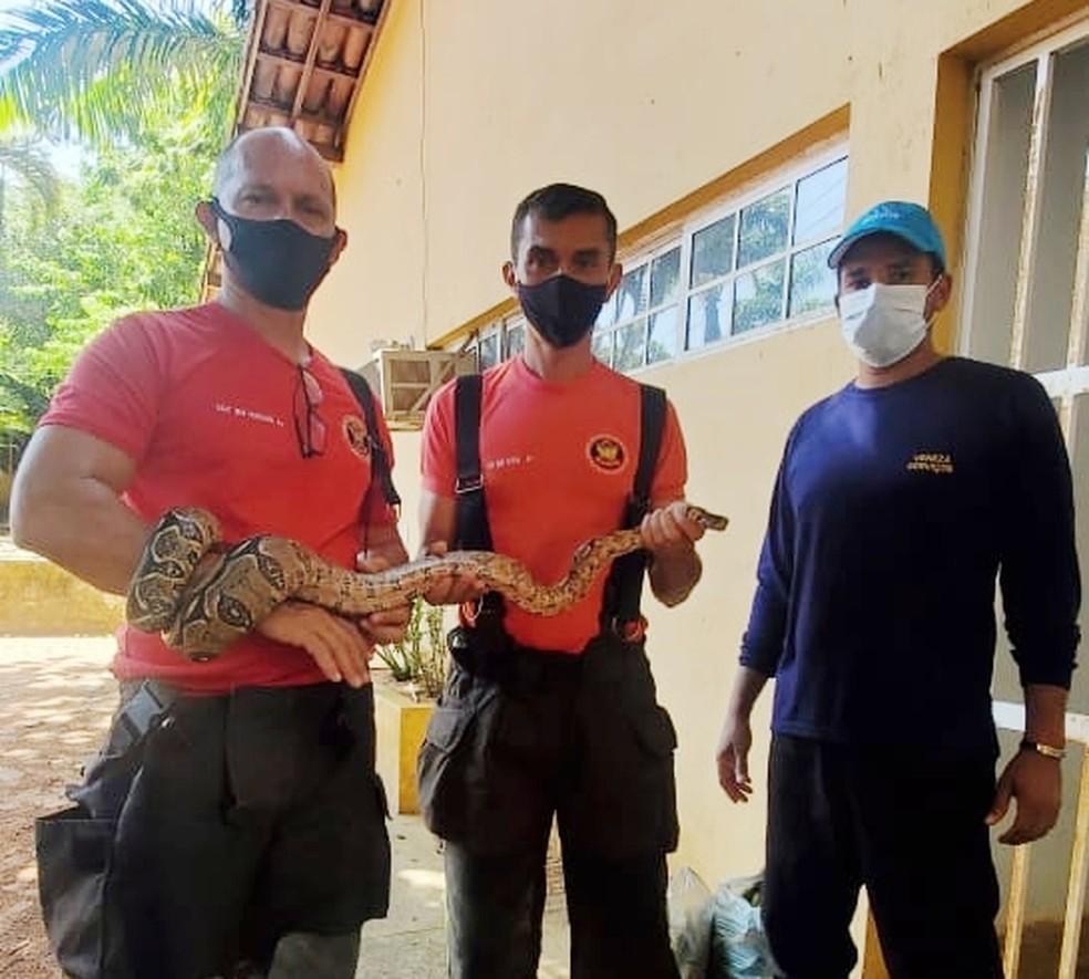 Homem encontra cobra de 1,5 metro em caminhonete e pede ajuda aos bombeiros em Natal