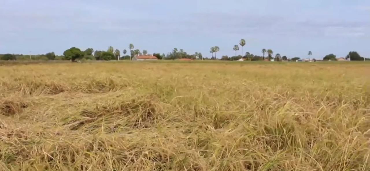 Município de Apodi é destaque na produção de arroz vermelho em 2021