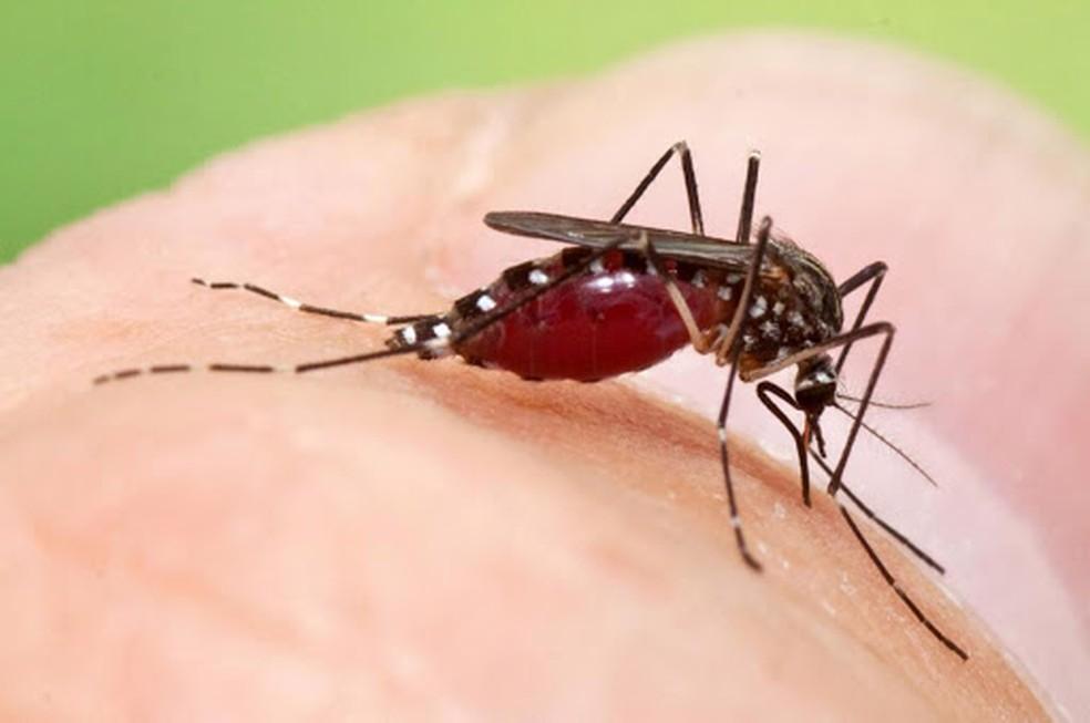 Secretaria de Saúde registra aumento de casos de dengue, zika e chikungunya no RN