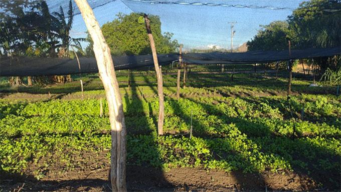 Governo do RN vai à roça para fortalecer a produção de alimentos sem agrotóxicos