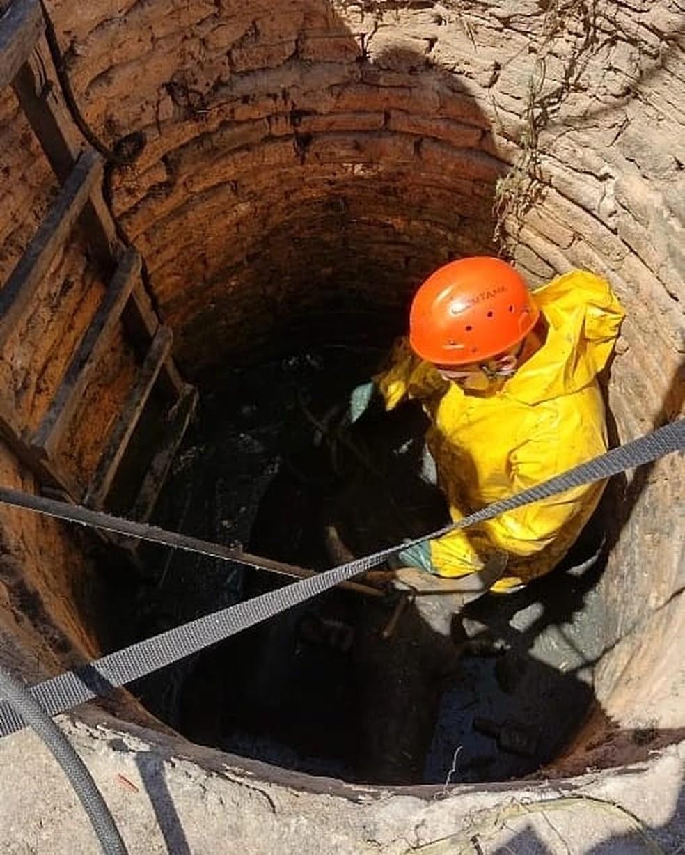 Vaca cai em fossa e é resgatada por bombeiros na Grande Natal