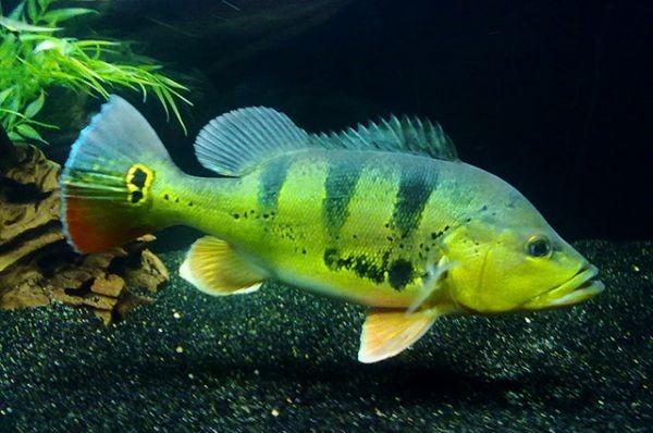 Audiência na Câmara Municipal discutirá regularização da pesca de Tucunaré em Apodi