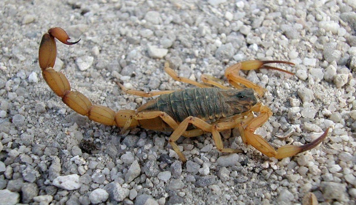 Criança de 6 anos morre após picada de escorpião em Natal