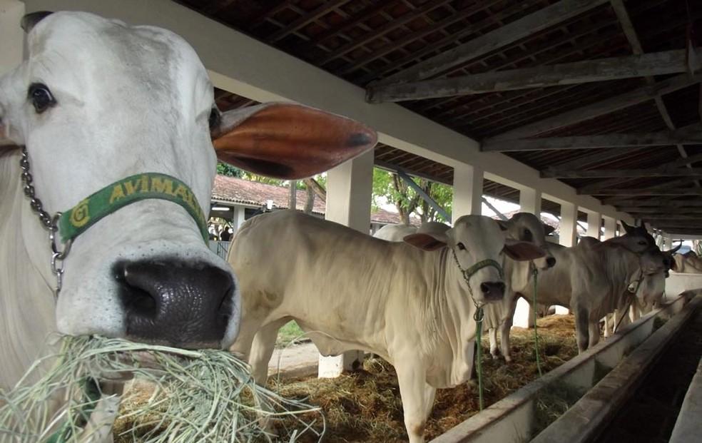 Festa do Boi no RN será retomada de forma presencial em novembro