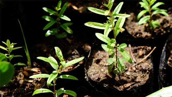 Bairro Barrocas recebe plantio de mudas do programa 