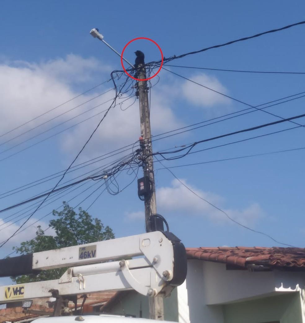Gato é resgatado por equipe de companhia elétrica após passar 24 horas em cima de poste na Grande Natal