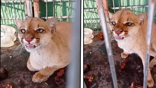 Gato-Mourisco é resgatado pela GCM em sítio da zona rural de Mossoró