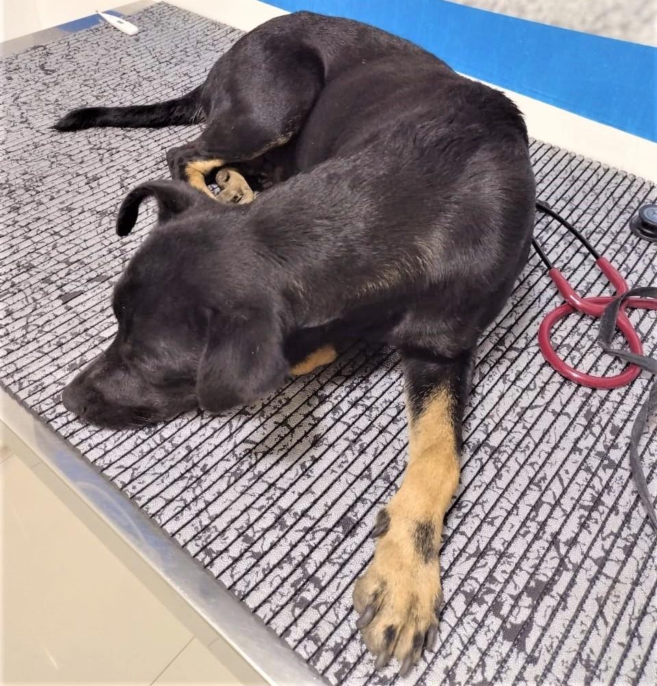 Guardas municipais de Natal resgatam e pagam custo de clínica veterinária para salvar vida de cadela doente