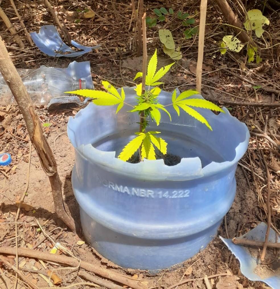 PM encontra e apreende plantação de maconha na Grande Natal