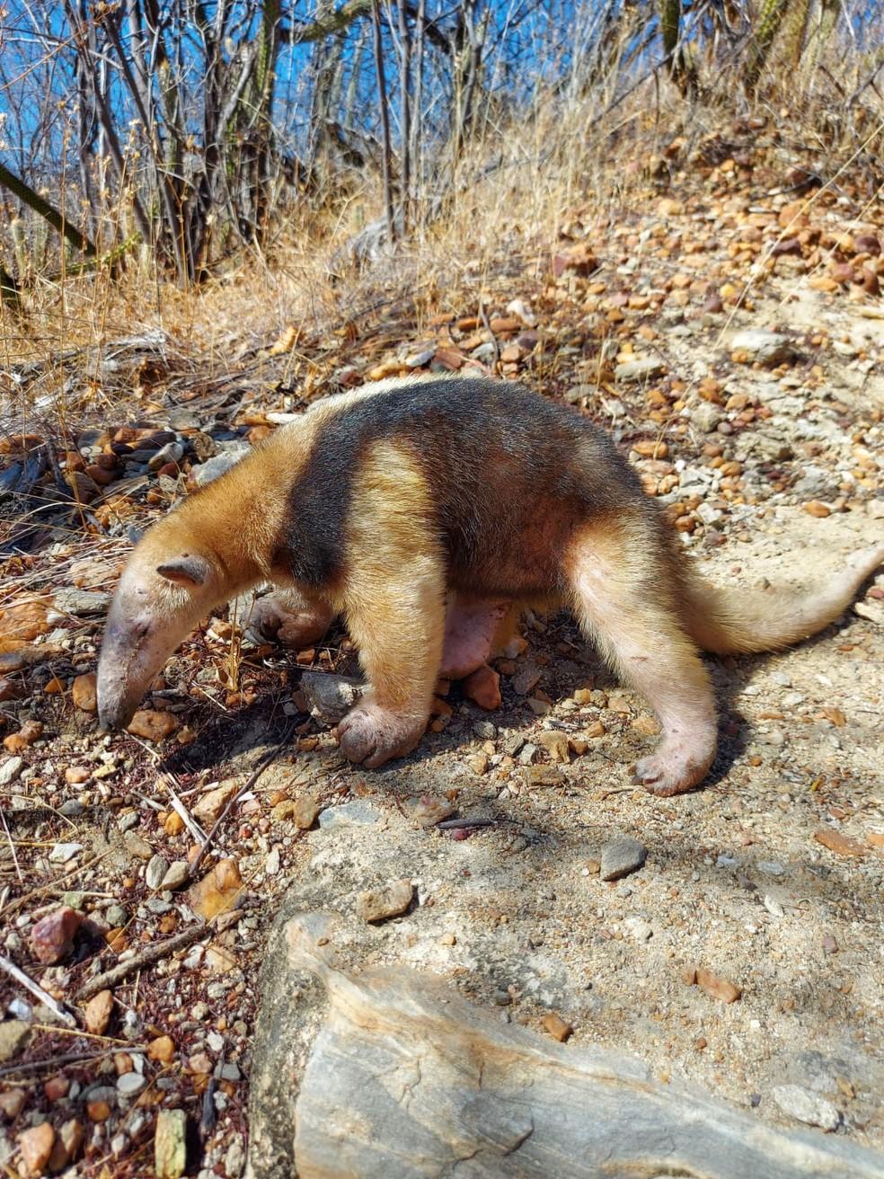 Tamanduá-mirim é encontrado no Seridó potiguar e resgatado por policiais ambientais