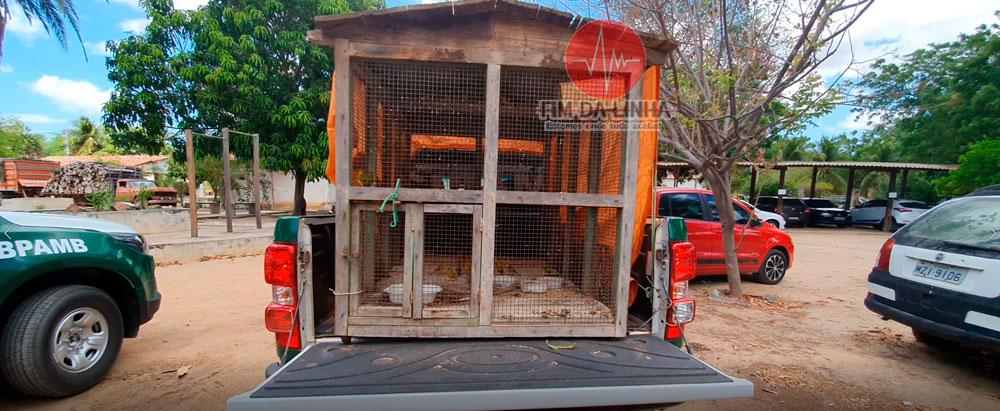 Polícia Ambiental apreende passaros silvestres durante operação na Gangorra zona rural de Tibau RN