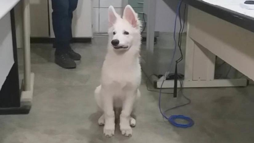 Cachorro roubado durante arrastão na zona rural de Mossoró é recuperado pela Polícia Civil