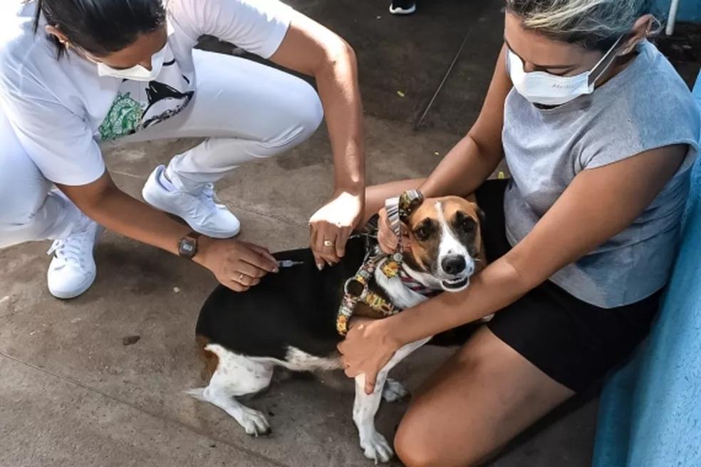 Centro de Zoonoses vacina animais domésticos da Zona Oeste de Natal após detectar morcego positivo para raiva