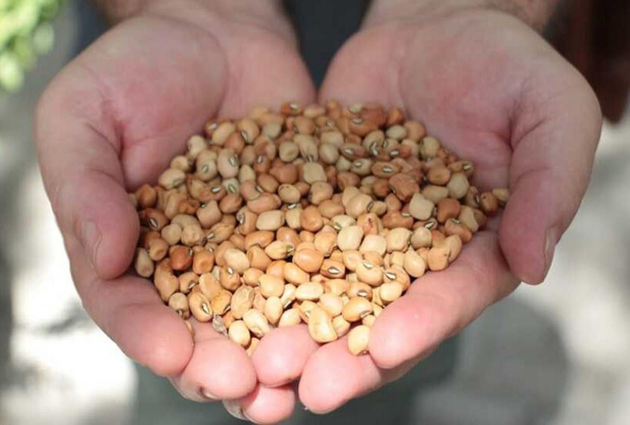 Governo do RN distribui 722 toneladas de sementes a agricultores