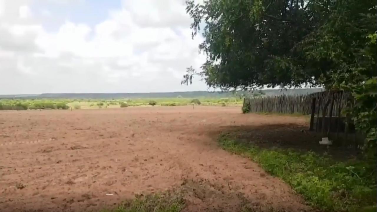 Agricultores apodiense estão animados com as chuvas que caíram no começo do ano