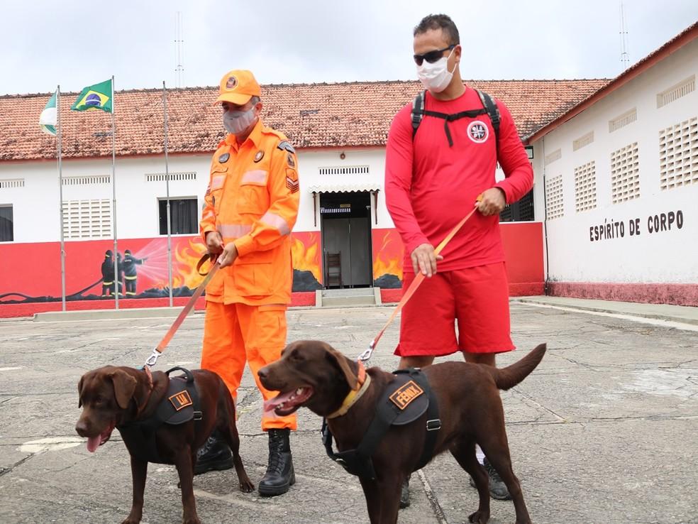 RN vai enviar bombeiros e cadela farejadora para auxiliar buscas por desaparecidos em Petrópolis