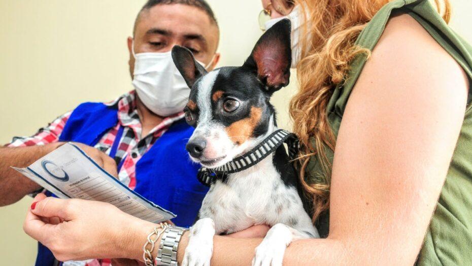 Centro de Zoonoses fará revacinação de cães e gatos em Mossoró