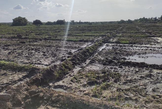 RN incentiva produção e comercialização de arroz orgânico potiguar
