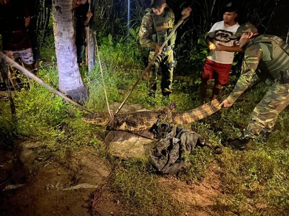 Família encontra jacaré de mais de dois metros no quintal de casa na cidade de Felipe Guerra
