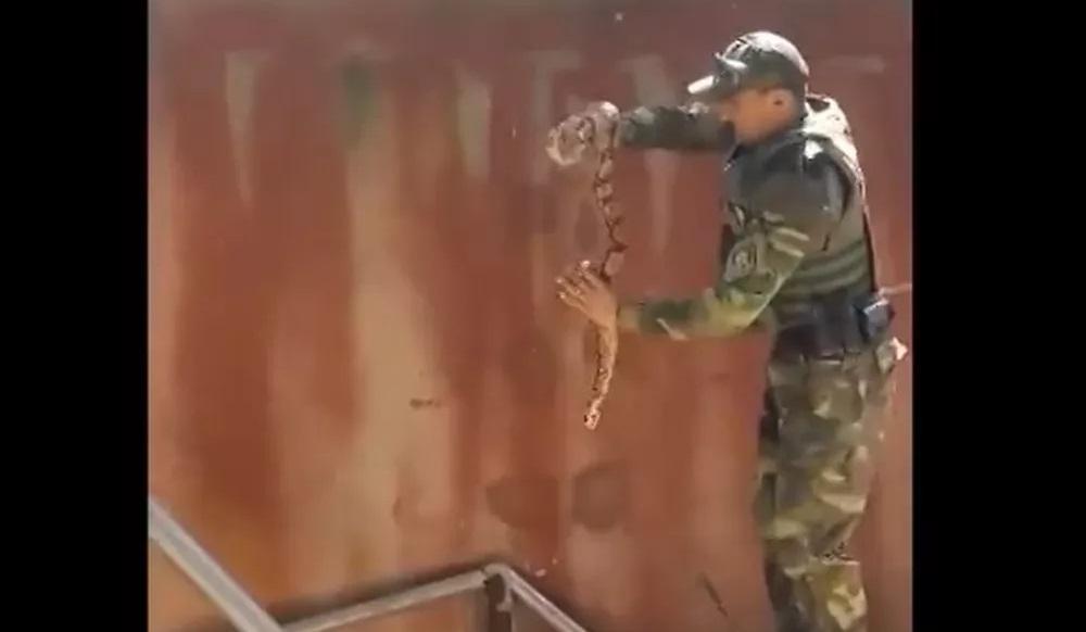 Jiboias de 2 metros são resgatadas ao lado de oficina em Mossoró; VÍDEO