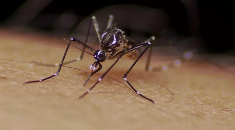 Pesquisa desenvolvida em Natal usa inteligência artificial para prever surtos de dengue