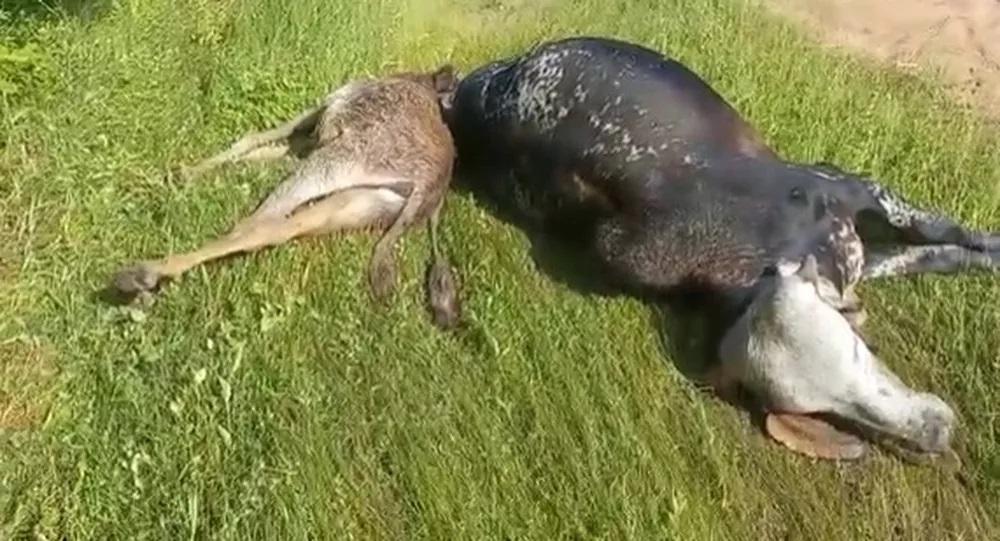 Raio mata dois animais no município de Pau dos Ferros neste Sábado (23)