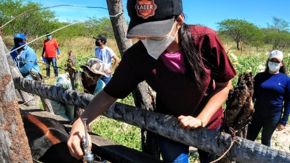 Vacinação contra febre aftosa será iniciada na Terça (03) em Mossoró