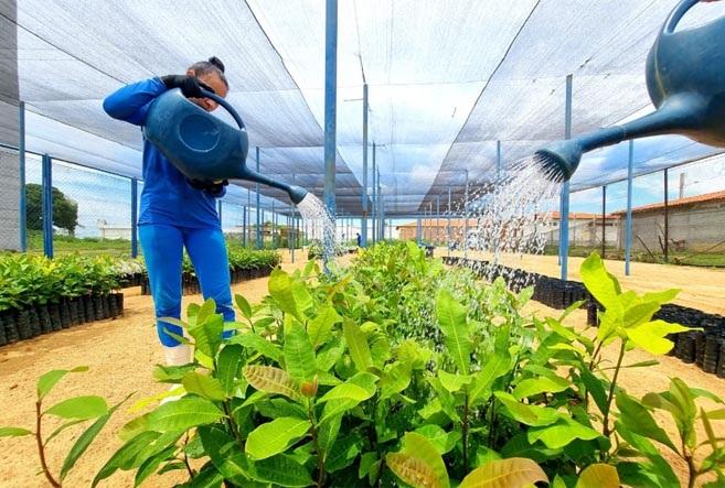 Vinte e quatro municípios do RN receberam 26 mil mudas cultivadas pelo sistema prisional