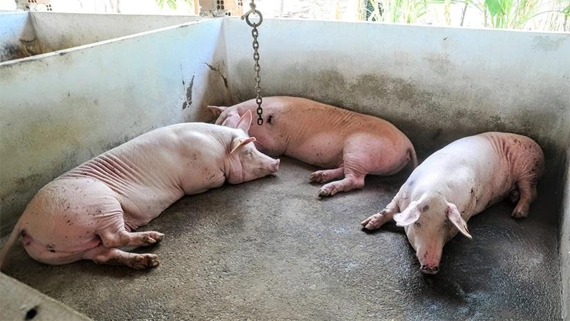 Zona rural de Mossoró recebe cursos técnicos de suinocultura e eletricista nesta Segunda (18)