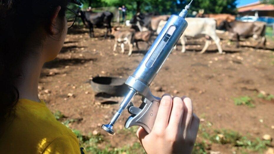 Campanha contra a febre aftosa já ultrapassa dois mil bovinos vacinados na região de Mossoró