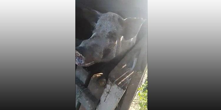 Homem é atacado por porco e sofre cortes profundos nas pernas em Pau dos Ferros