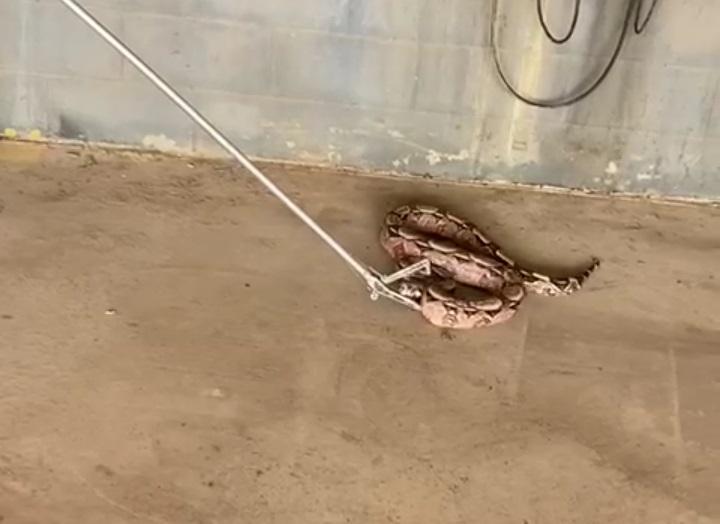 Jibóia é encontrada em estacionamento na Grande Natal e causa espanto