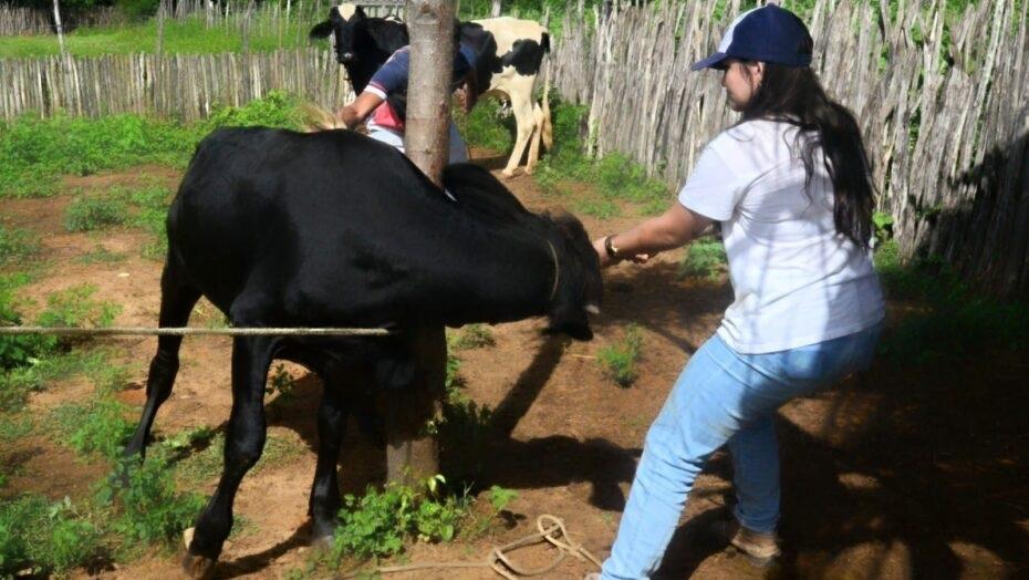 Mossoró vacina mais de 1,6 mil bovinos contra a febre aftosa em 8 dias