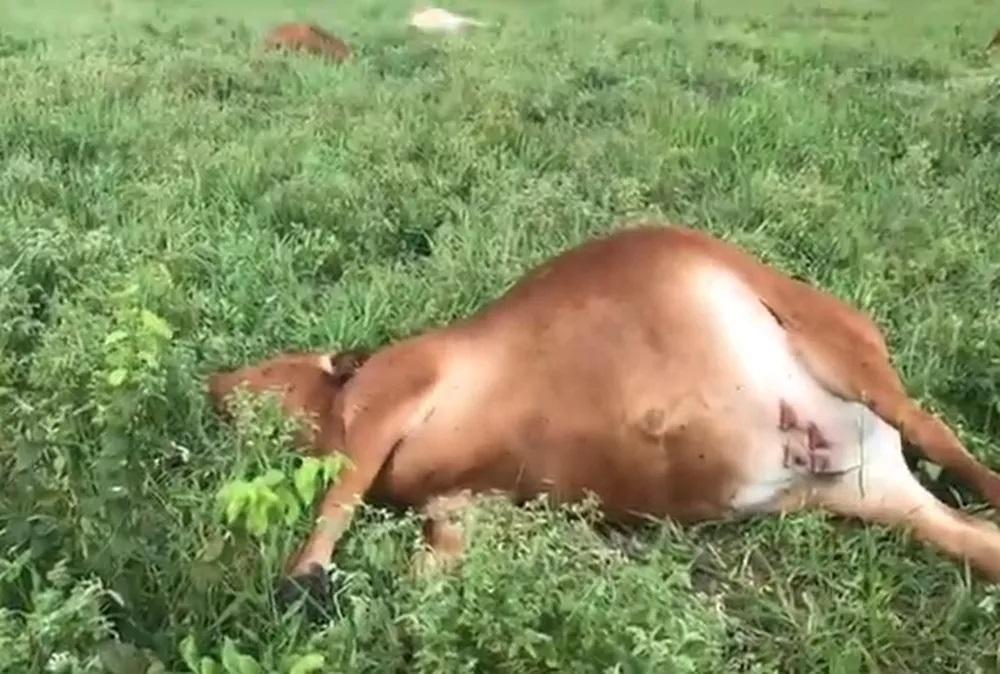 Raio mata sete vacas prenhas em sítio na Grande Natal