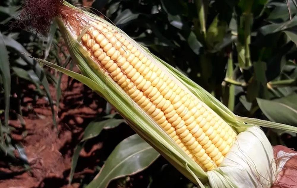 No mês das festas juninas, preço médio da espiga de milho é de R$ 1,08 em Natal, aponta Procon