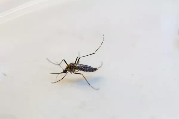 Rio Grande do Norte registra 27 mil casos prováveis de dengue em 2022, diz Sesap