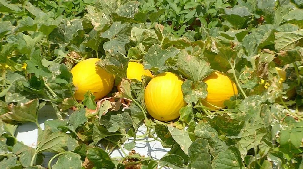 Senar abre inscrições para cursos técnicos gratuitos no RN